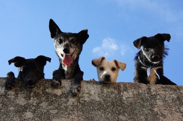 4 dogs