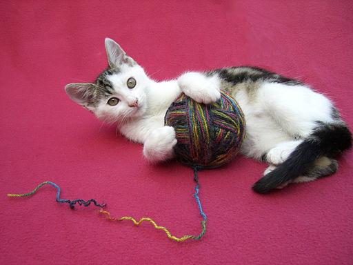 cat playing with ball of yarn