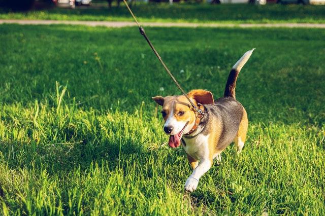 happy brown and black beagle being walked on leash