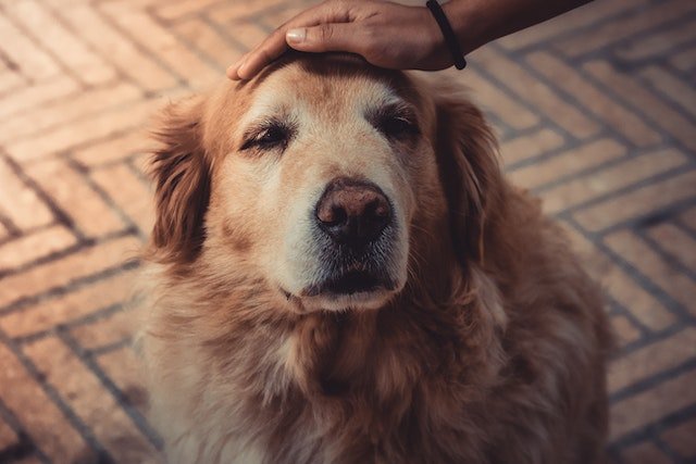 person petting a dog on the head