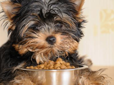 yorkshire terrier puppy and stainless steel food bowl